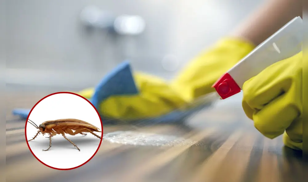 Las cucarachas pueden llegar a propagarse con facilidad si no son contenidas a tiempo. Foto: composición/La República