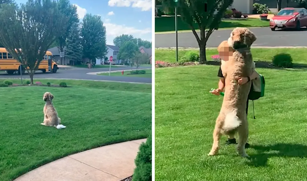 Una mujer se asomó a su ventana para ver el autobús escolar que trajo a su hijo y notó que su mascota fue a recibirlo hasta la puerta. Foto: captura de Facebook Una mujer se asomó a su ventana para ver el autobús escolar que trajo a su hijo y notó que su mascota fue a recibirlo hasta la puerta. Foto: captura de Facebook