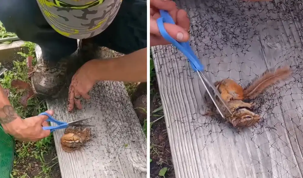 Con una tijera, el hombre cortó con cuidado los restos de una red para ayuda al animal que permaneció inmóvil y sin poder respirar. Foto: captura de YouTube