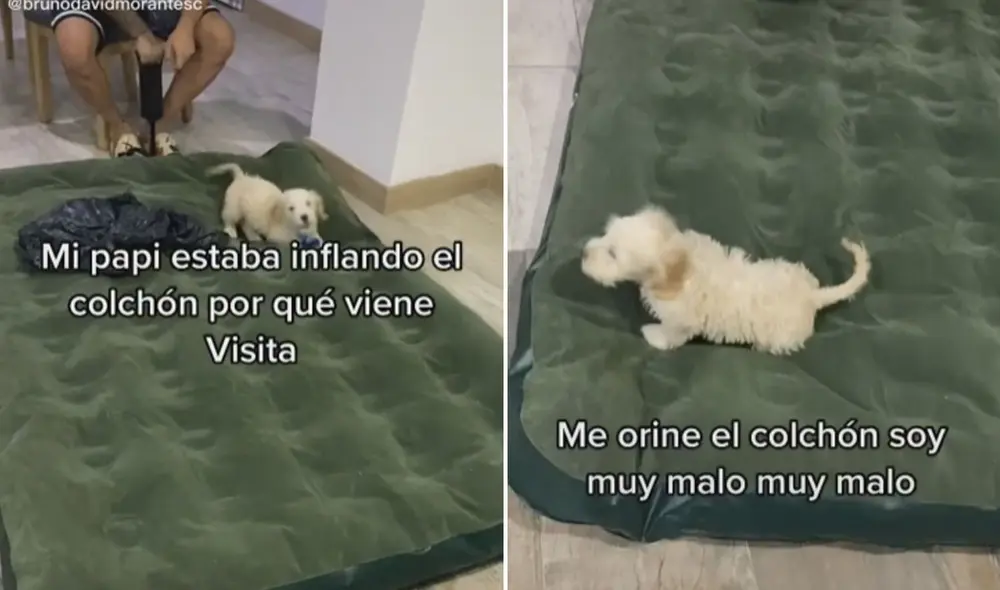La travesura de este perrito no pasó desapercibida en las redes sociales. Foto: captura de TikTok