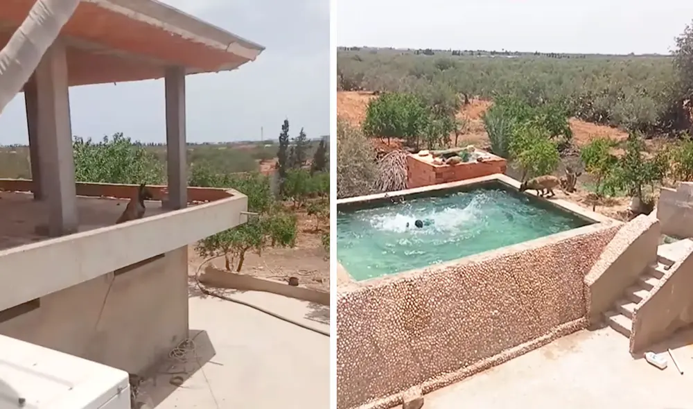 Mientras su mascota estaba en el segundo piso, el joven pidió la colaboración de un familiar para realizar una arriesgada escena. Foto: captura de YouTube