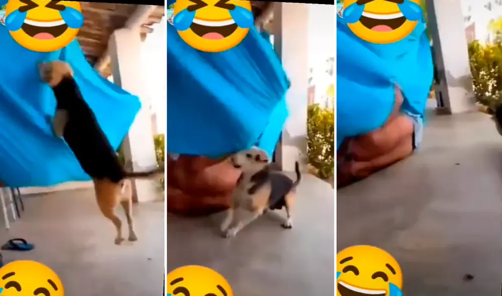 El perrito mordió demasiado fuerte la hamaca y la terminó por romper. Foto: captura de TikTok/@feriha_silvia El perrito mordió demasiado fuerte la hamaca y la terminó por romper. Foto: captura de TikTok/@feriha_silvia