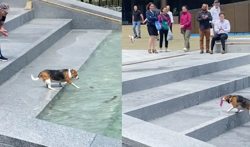 El perrito se llevó los aplausos de un público que miraba emocionado cómo recuperaba su juguete. Foto: composición/ captura de TikTok El perrito se llevó los aplausos de un público que miraba emocionado cómo recuperaba su juguete. Foto: composición/ captura de TikTok