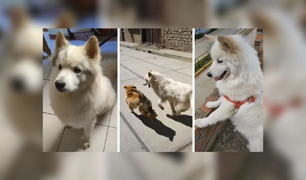 El clip viral obtuvo casi medio millón de reproducciones en la red social. Foto: captura de TikTok