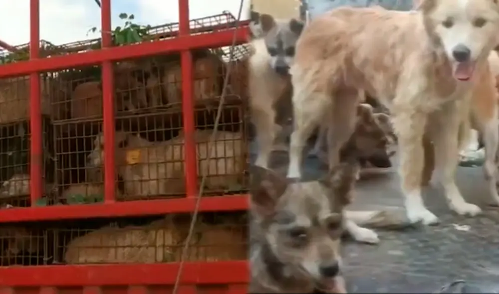En 2020, el Gobierno chino prohibió el traslado y la comercialización de caninos. Foto: Humane Society International/Twitter
