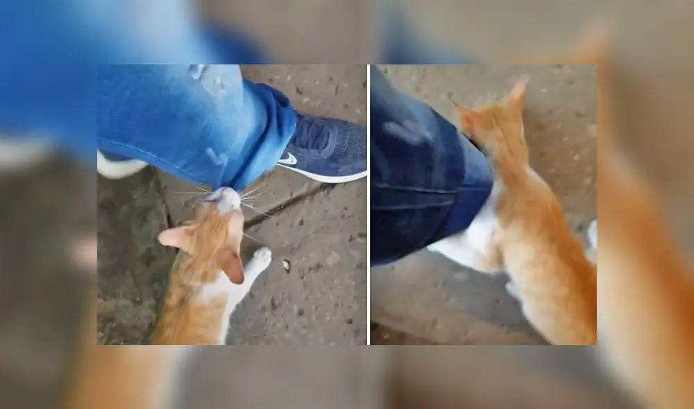 La grabación consiguió más de 310.000 reproducciones en la red social. Foto: captura de TikTok La grabación consiguió más de 310.000 reproducciones en la red social. Foto: captura de TikTok