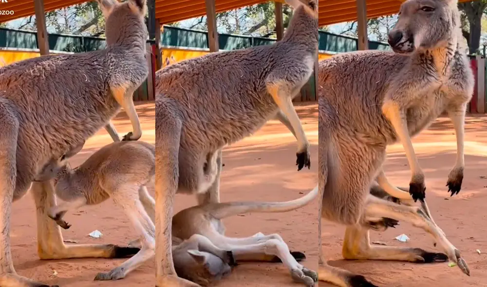 El video cuenta con más de 69 millones de visualizaciones. Foto: @sanantoniozoo/ captura de TikTok El video cuenta con más de 69 millones de visualizaciones. Foto: @sanantoniozoo/ captura de TikTok