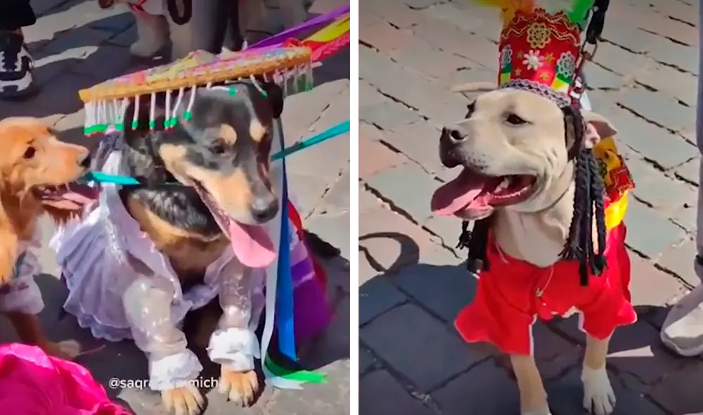 Varios cuidadores se acercaron a la plaza de Armas de Cusco para presentar sus adorables trajes típicos. Foto: captura de TikTok
