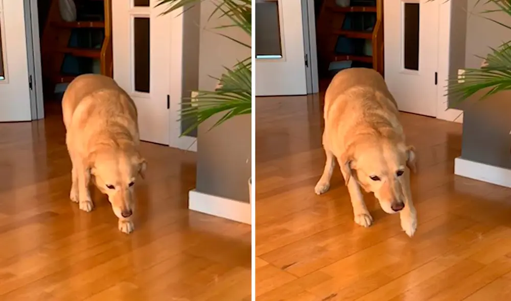 La perrita aprovechó que estaba sola para hacer de las suyas; sin embargo, no imaginó que iban a atraparla en ese momento. Foto: captura de Facebook