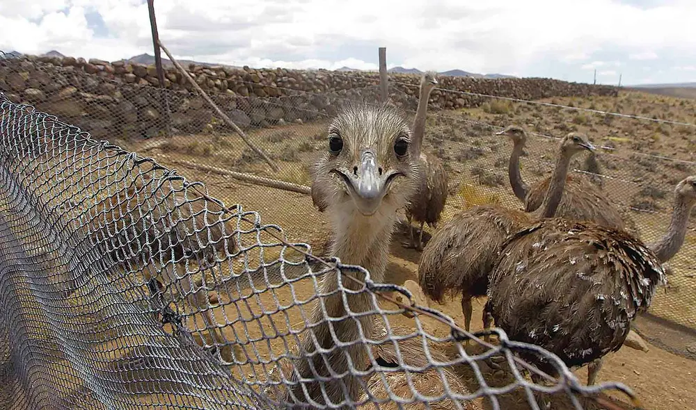El Suri en peligro de extinción. Foto: La República