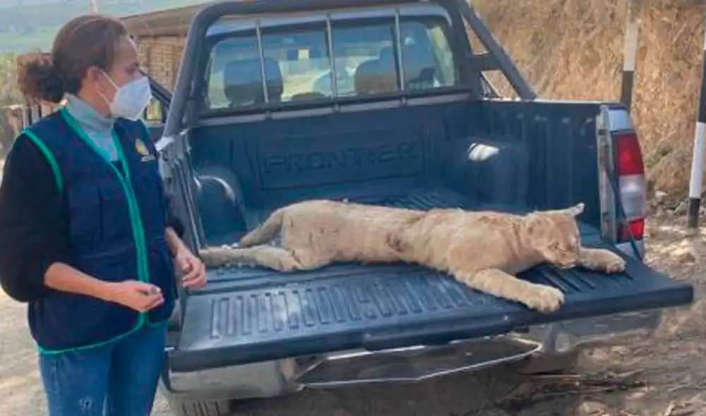 Ante este hallazgo, el titular de la acción penal decidió iniciar investigación contra el dueño del espécimen. Foto: Fiscalía Áncash Ante este hallazgo, el titular de la acción penal decidió iniciar investigación contra el dueño del espécimen. Foto: Fiscalía Áncash