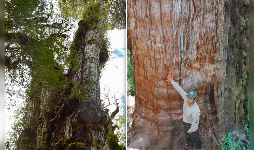 El tronco del 'Gran abuelo' tiene cuatro metros. Foto: composición Science/Información El tronco del 'Gran abuelo' tiene cuatro metros. Foto: composición Science/Información