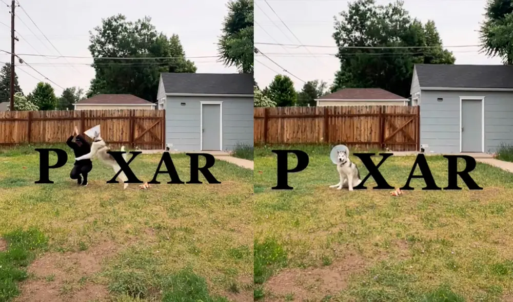 La mascota mostró una divertida actuación junto a su dueña. Foto: @hugothemalamute/ captura de TikTok La mascota mostró una divertida actuación junto a su dueña. Foto: @hugothemalamute/ captura de TikTok