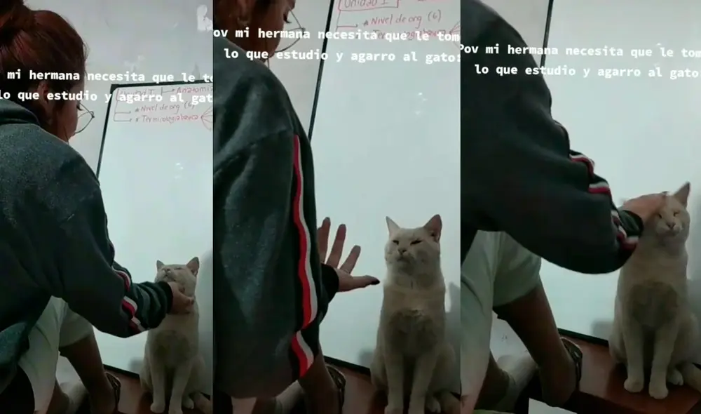 El minino escuchó atento a su cuidadora mientras recibía caricias. Foto: captura de TikTok El minino escuchó atento a su cuidadora mientras recibía caricias. Foto: captura de TikTok