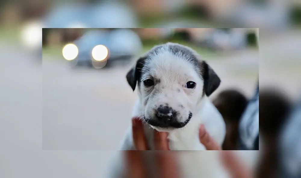 Salvador Dolly y sus hermanitos consiguieron hogar gracias a los voluntarios del refugio animal. Foto: captura de Facebook