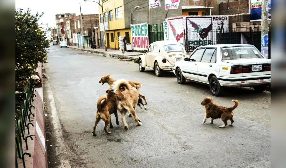Se contabilizan 320 casos de mordedura de perros en la ciudad de Juliaca.