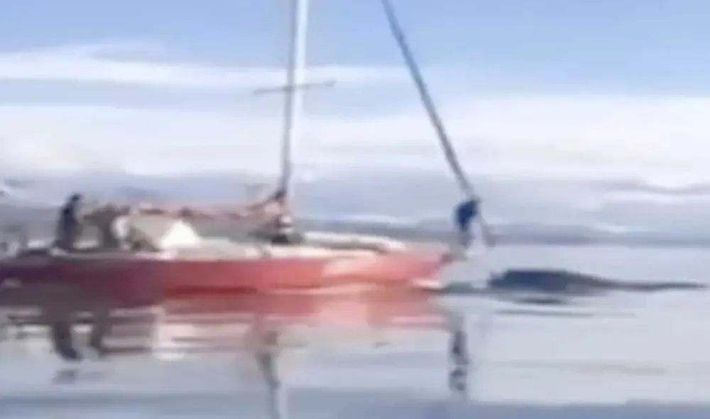Los usuarios que grabaron el momento denunciaron que los tripulantes del velero, se burlaron del animal. Foto: Captura/Youtube Los usuarios que grabaron el momento denunciaron que los tripulantes del velero, se burlaron del animal. Foto: Captura/Youtube