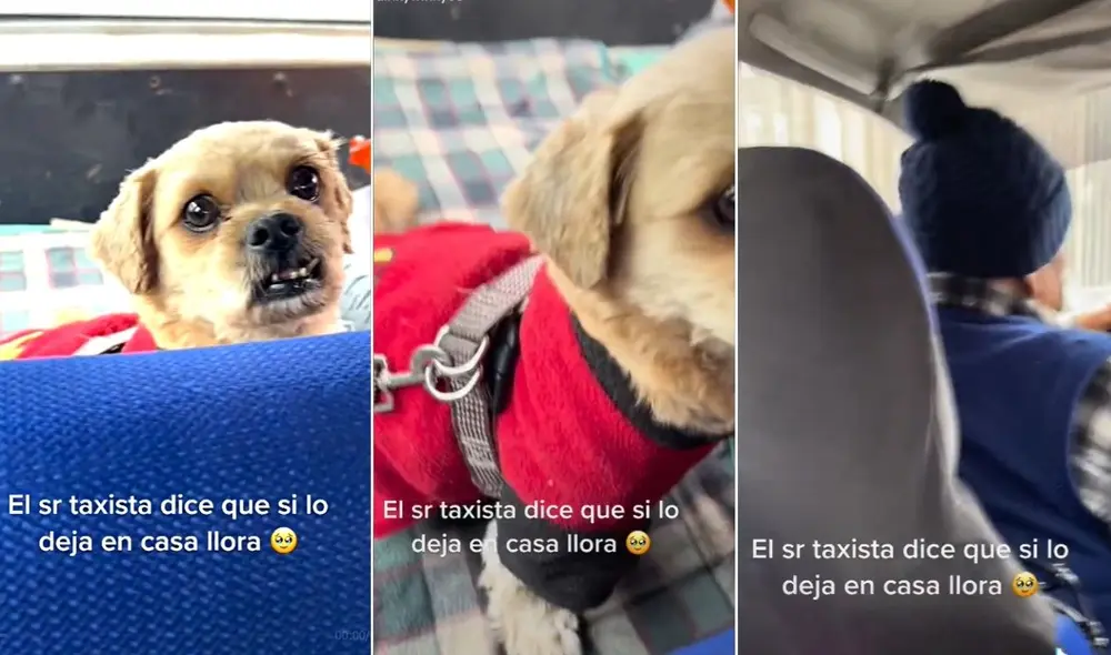 La viral escena compartida en redes por @dinkywinky08 logró obtener más de 1 millón de reproducciones en poco tiempo. Foto: captura de TikTok La viral escena compartida en redes por @dinkywinky08 logró obtener más de 1 millón de reproducciones en poco tiempo. Foto: captura de TikTok