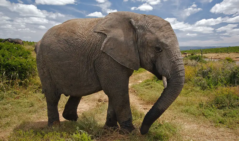 Un elefante ayudó a remover un auto hundido bajo el agua en la India. Foto: Unplash | Wolfgang Hasselmann Un elefante ayudó a remover un auto hundido bajo el agua en la India. Foto: Unplash | Wolfgang Hasselmann