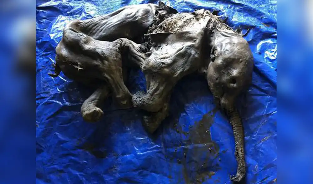 Hallan a un mamut momificado en Yukón, Canadá. Foto: AFP Hallan a un mamut momificado en Yukón, Canadá. Foto: AFP