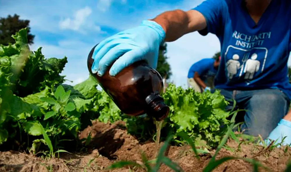 Lechugas abonadas con orina en un campo de experimentación del Instituto Rich Earth en Michigan, Estados Unidos. Foto: Rich Earth Institute.