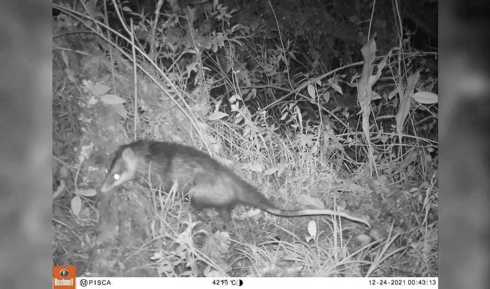 Cusco. Rata chinchilla fue captada en el Santuario Histórico de Machupicchu. Foto: Sernanp Cusco. Rata chinchilla fue captada en el Santuario Histórico de Machupicchu. Foto: Sernanp