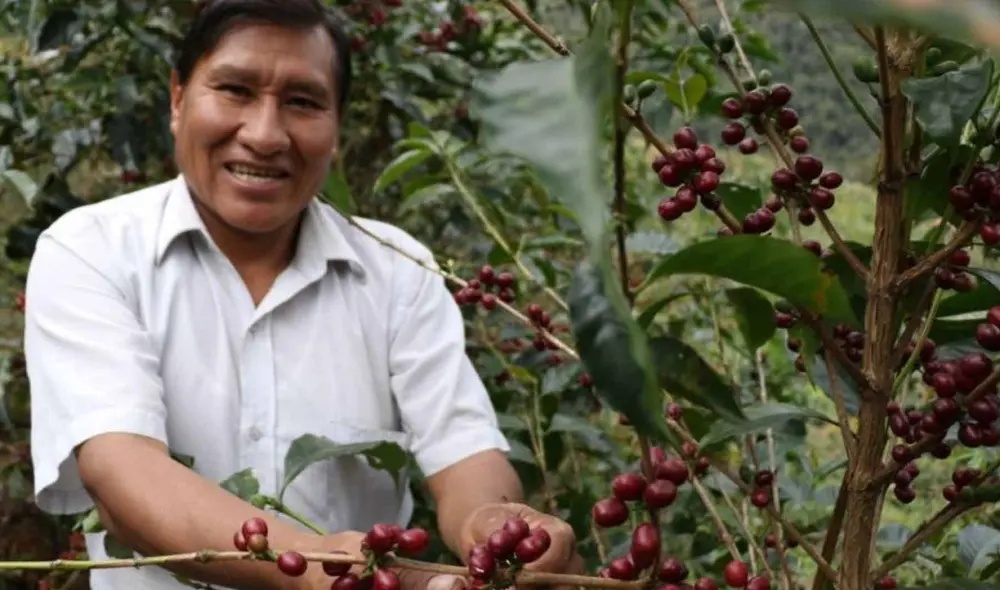 El galardón fue producto de un proceso de cata de café de cinco productores finalistas. Foto Andina El galardón fue producto de un proceso de cata de café de cinco productores finalistas. Foto Andina