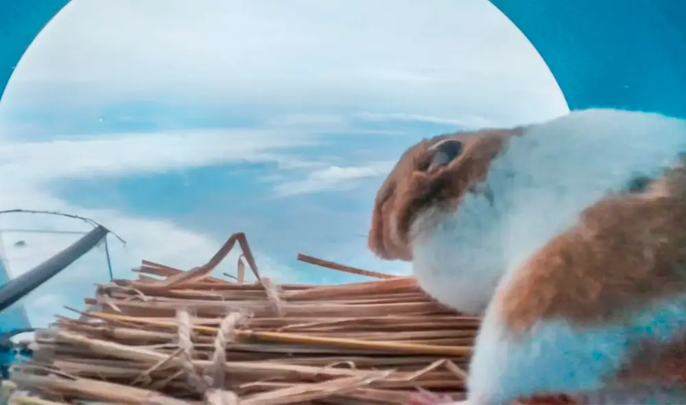 La cabina donde estuvo el roedor se mantuvo a una temperatura de 24 a 29 ºC durante todo el experimento. Foto: Iwatani Giken La cabina donde estuvo el roedor se mantuvo a una temperatura de 24 a 29 ºC durante todo el experimento. Foto: Iwatani Giken