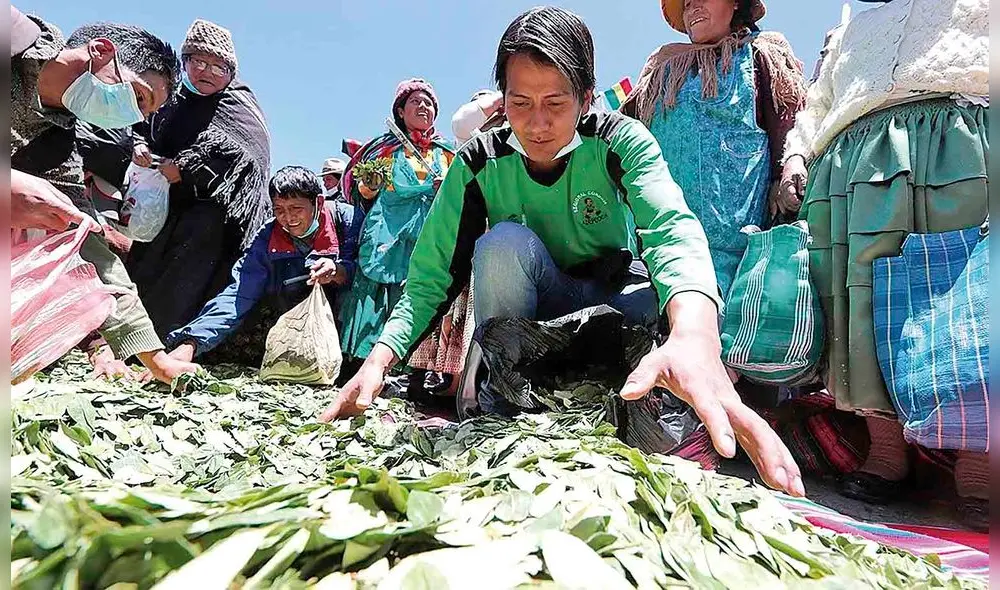 Producción. Según cocaleros, parte de su producción se pierde ante falta de capacidad de compra de Enaco.