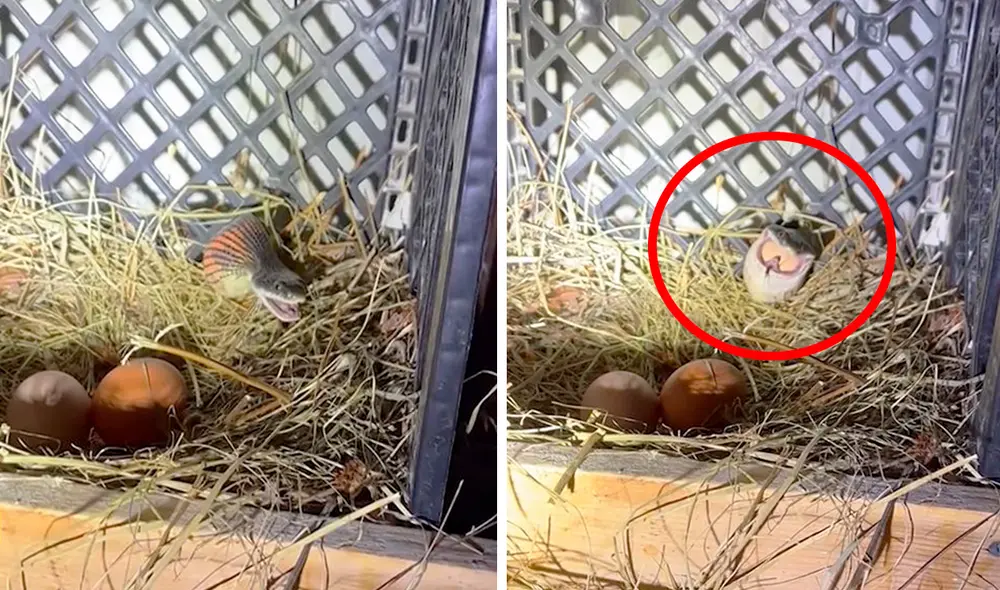 Una mujer fue testigo del preciso momento en que un peligroso animal trató de devorar los huevos de una de sus gallinas. Foto: captura de YouTube