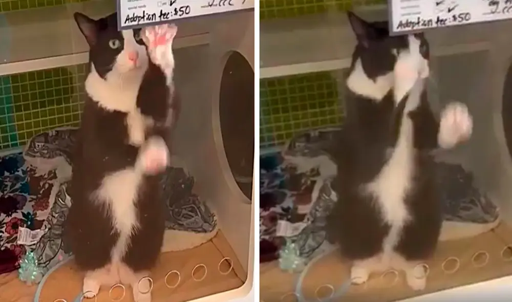 Debido al fallecimiento de su antiguo dueño, la gatita llamada Vali fue llevada a un albergue para que no estuviera sola. Foto: composición/ captura de Community Cat Club