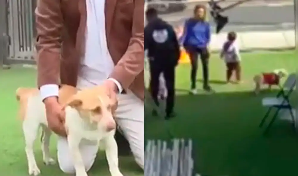 Perrito fue abandonado en la veterinaria. Foto: captura de Latina