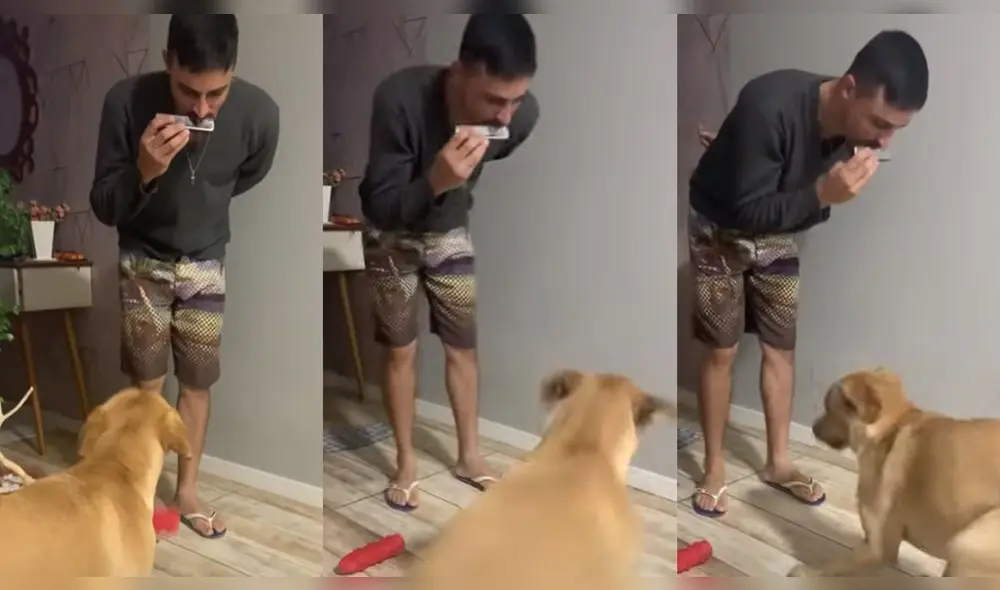 El perrito corrió por toda su sala tras escuchar la armónica. Foto: composición/ Viralhog/YouTube El perrito corrió por toda su sala tras escuchar la armónica. Foto: composición/ Viralhog/YouTube