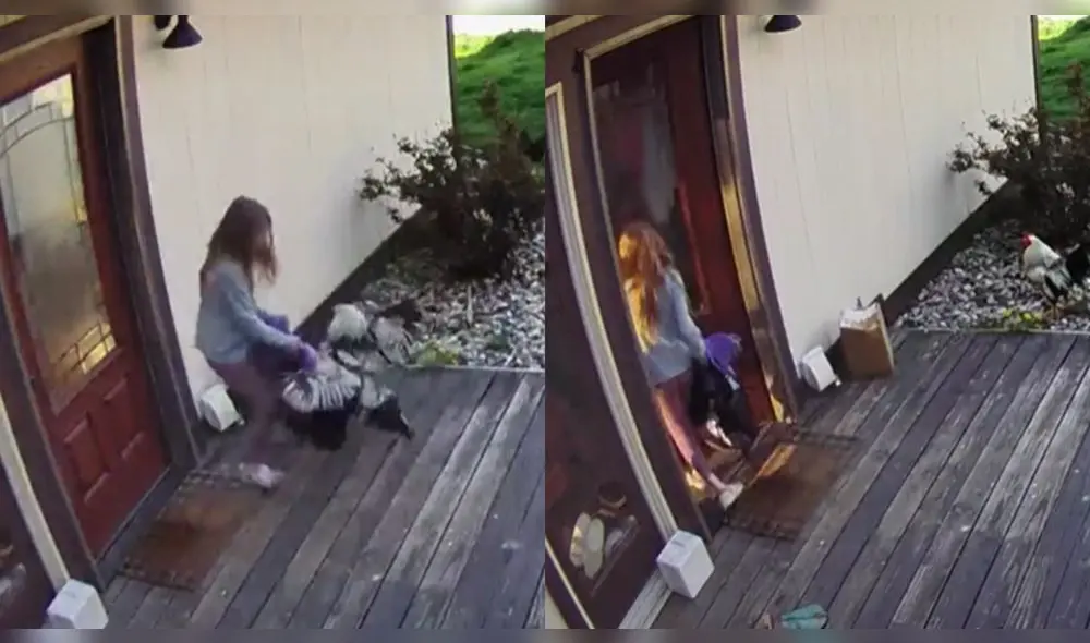 La valerosa niña se defendió y logró botar al gallo de pelea. Foto: composición/@flyingsfarms/TikTok