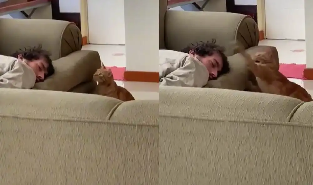 El felino sorprendió a su cuidador con el 'ataque sorpresa' para levantarlo. Foto: composición LR/ @jorge37422 El felino sorprendió a su cuidador con el 'ataque sorpresa' para levantarlo. Foto: composición LR/ @jorge37422