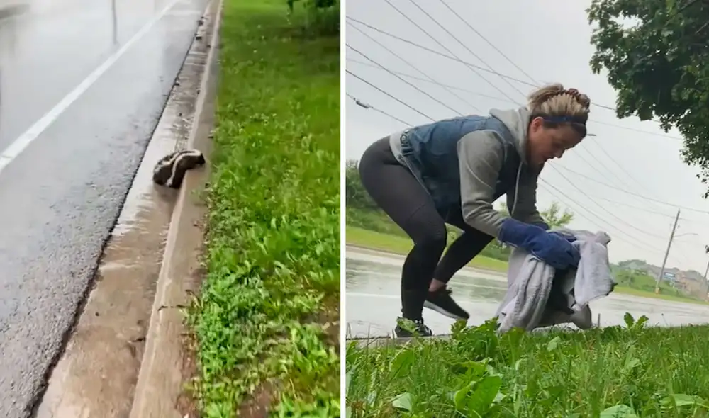 Pese a que trató de moverse para continuar con su recorrido, el pequeño mamífero no lo logró y puso su vida en riesgo. Foto: Foto: composición LR/Clarín