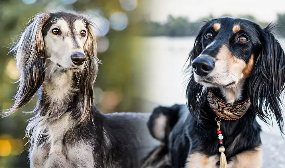 Especie fue considerada como una bendición de Alá por los antiguos árabes. Foto: composición de Jazmin Ceras / La República