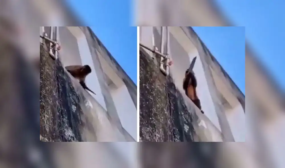 La grabación fue difundido a través de las redes sociales. Foto: composición LR/captura de Twitter La grabación fue difundido a través de las redes sociales. Foto: composición LR/captura de Twitter