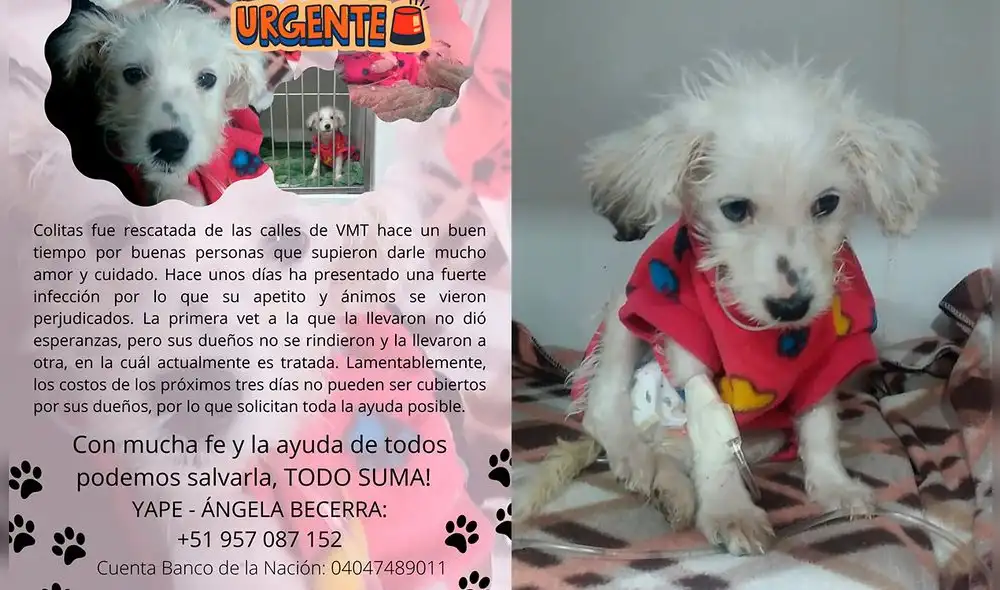 Si usted desea apoyar a esta familia a salvar a Colitas del parvovirus, puede comunicarse al 957 087 152 o yapear al mismo número. Foto: composición LR / Twitter / Ángela Becerra. Si usted desea apoyar a esta familia a salvar a Colitas del parvovirus, puede comunicarse al 957 087 152 o yapear al mismo número. Foto: composición LR / Twitter / Ángela Becerra.