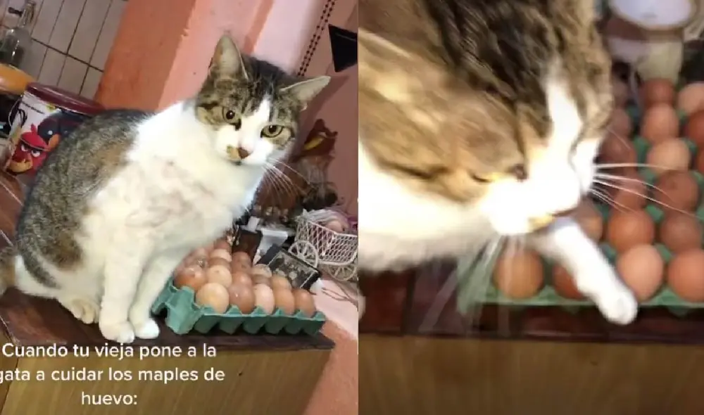La minina respondía con un ataque de garras para evitar que su dueño se acerque al maple de huevo. Foto: composición LR/ @juane.ph La minina respondía con un ataque de garras para evitar que su dueño se acerque al maple de huevo. Foto: composición LR/ @juane.ph