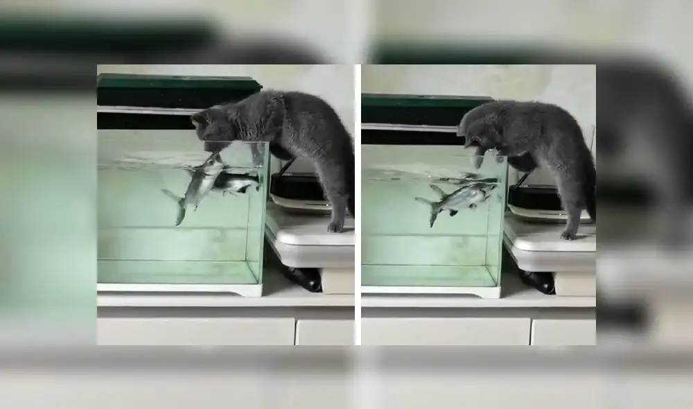 El clip viral obtuvo más de 20,1 millones de reproducciones. Foto: composición LR/captura de TikTok El clip viral obtuvo más de 20,1 millones de reproducciones. Foto: composición LR/captura de TikTok