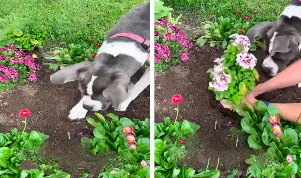 Con sus patas, el inquieto animal hizo un agujero de forma rápida para que su dueña colocara la raíz de sus nuevas plantas. Foto: composición LR/ Clarín