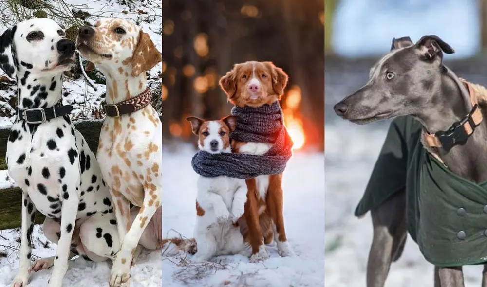 Puede ser de ayuda para contrarrestar el frío elegir prendas que sean cómodas y abriguen bien.  Foto: composición/Pinterest/Mundoperro/Pinterest