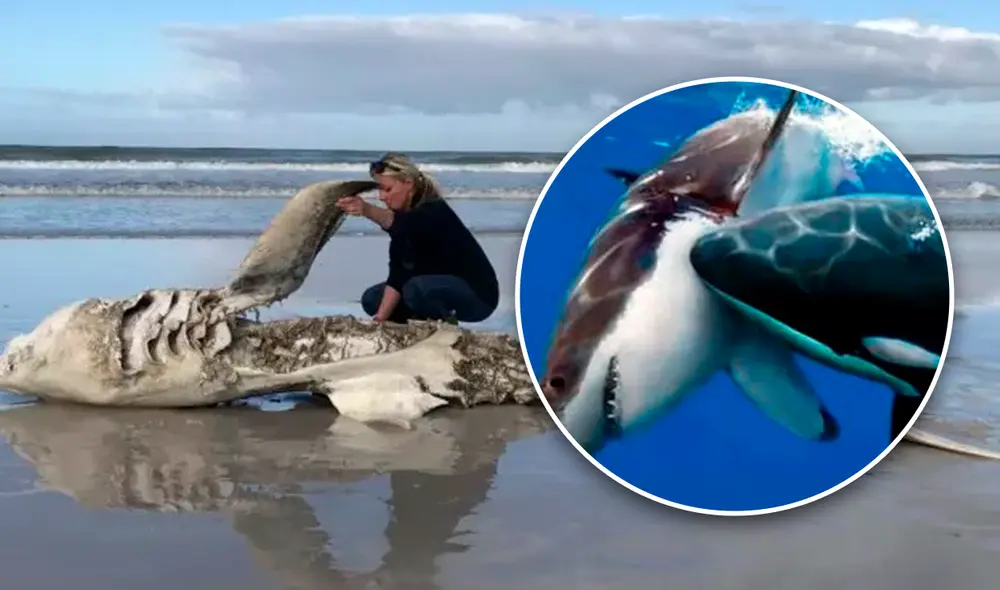 Cadáver de tiburón varado en la playa tras ataque de las dos orcas. Foto: Hennie Otto Cadáver de tiburón varado en la playa tras ataque de las dos orcas. Foto: Hennie Otto