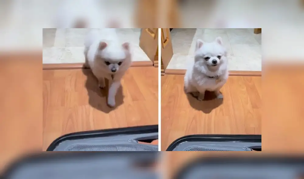 La grabación obtuvo más de 7,6 millones de reproducciones en la red social. Foto: composición LR/captura de TikTok