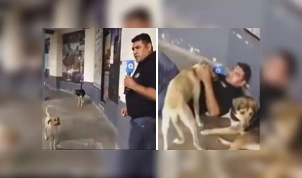 El clip viral obtuvo más de medio millón de reproducciones. Foto: composición LR/captura de TikTok El clip viral obtuvo más de medio millón de reproducciones. Foto: composición LR/captura de TikTok