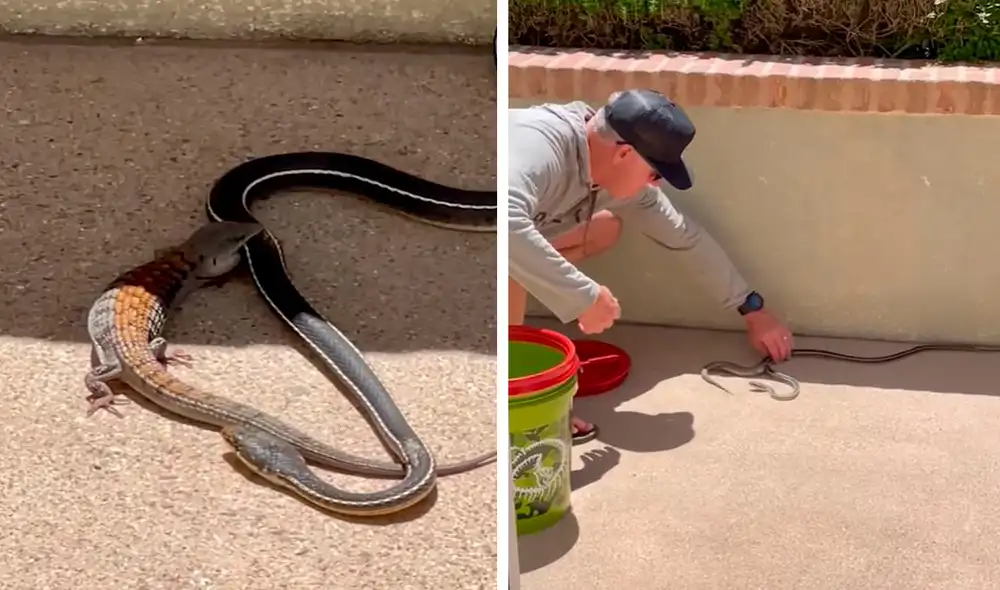 Los integrantes de una familia escucharon unos ruidos extraños, pero jamás imaginaron que era producto de una pelea entre peligrosos reptiles. Foto: composición LR/captura de Clarín Los integrantes de una familia escucharon unos ruidos extraños, pero jamás imaginaron que era producto de una pelea entre peligrosos reptiles. Foto: composición LR/captura de Clarín