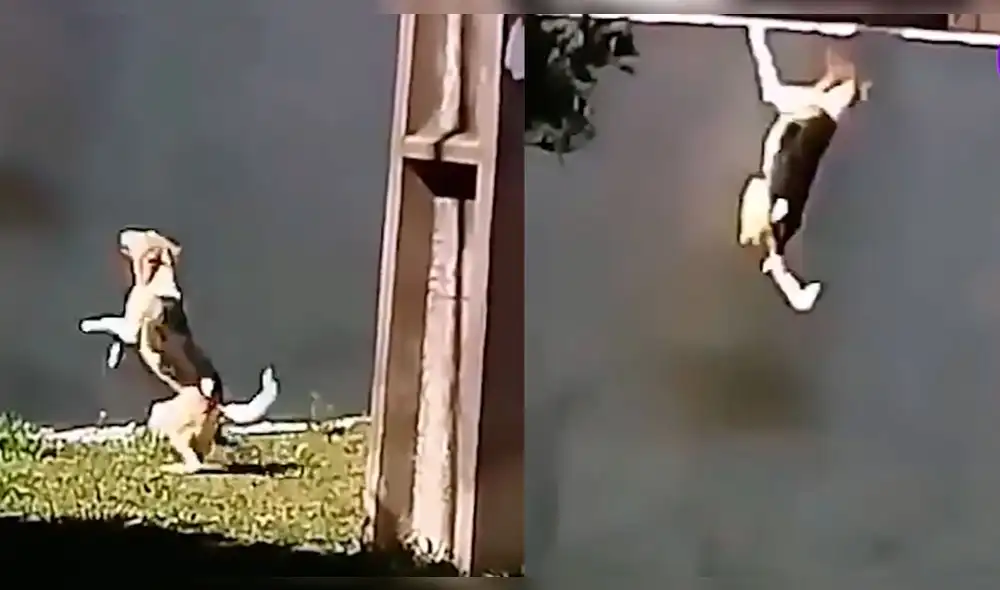 El can pudo escalar con mucha agilidad el muro para llegar a la vivienda. Foto: composición LR/ captura de TikTok/ @speakviral_ El can pudo escalar con mucha agilidad el muro para llegar a la vivienda. Foto: composición LR/ captura de TikTok/ @speakviral_