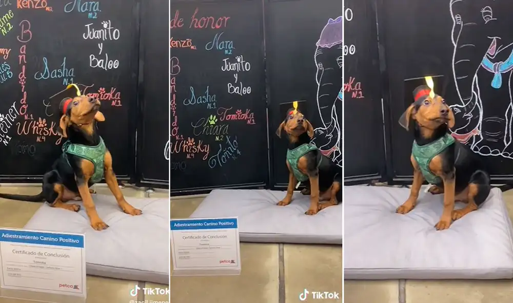 Miles, en redes sociales, quedaron cautivados con la conducta de este pequeño can. Foto: captura de TikTok
