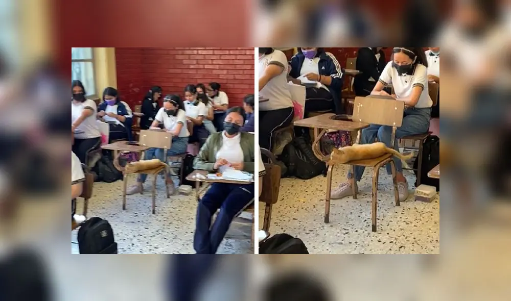 El clip obtuvo más de medio millón de reproducciones en la red social. Foto: composición LR/captura de TikTok/@ivettegarz El clip obtuvo más de medio millón de reproducciones en la red social. Foto: composición LR/captura de TikTok/@ivettegarz